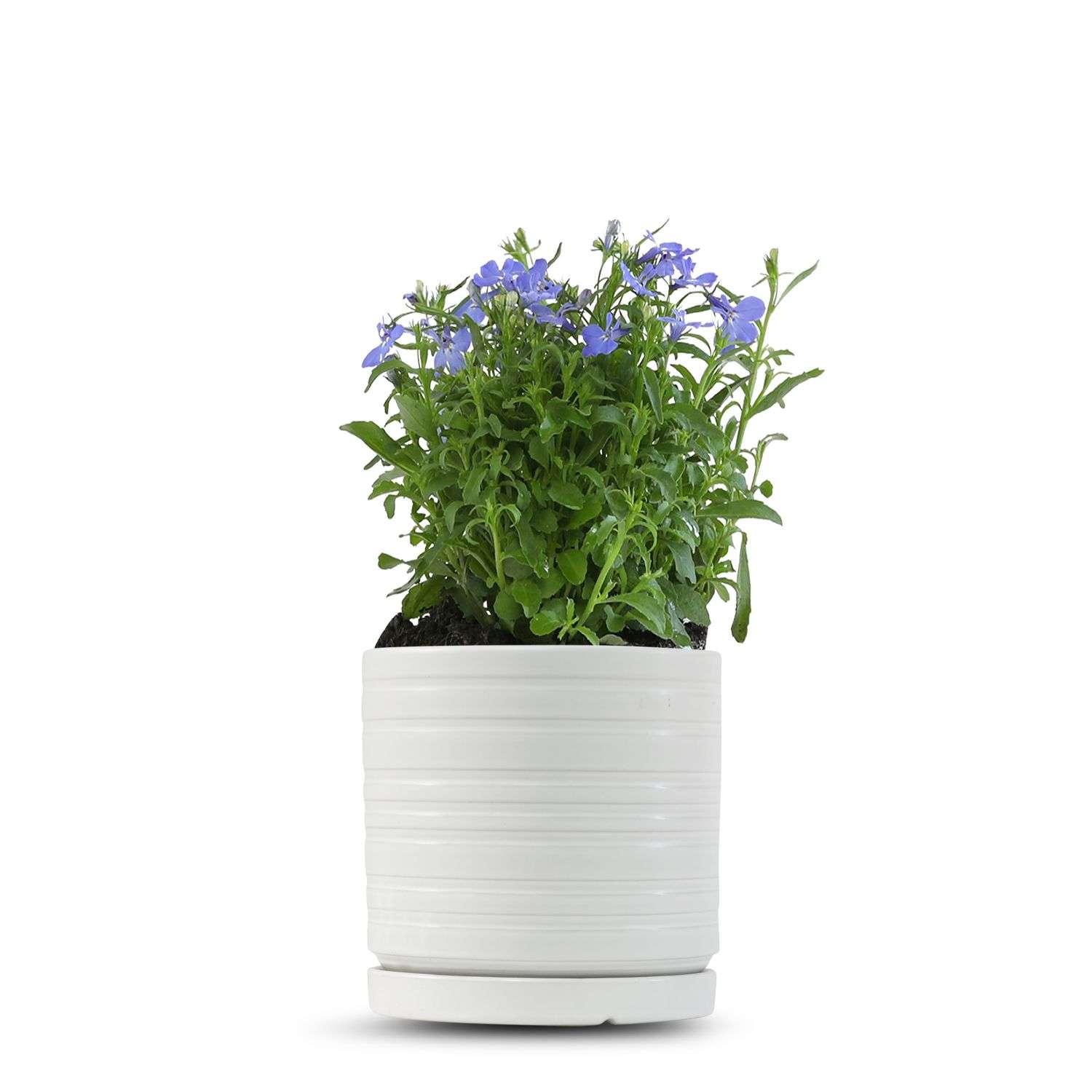 כלי לבן פסים