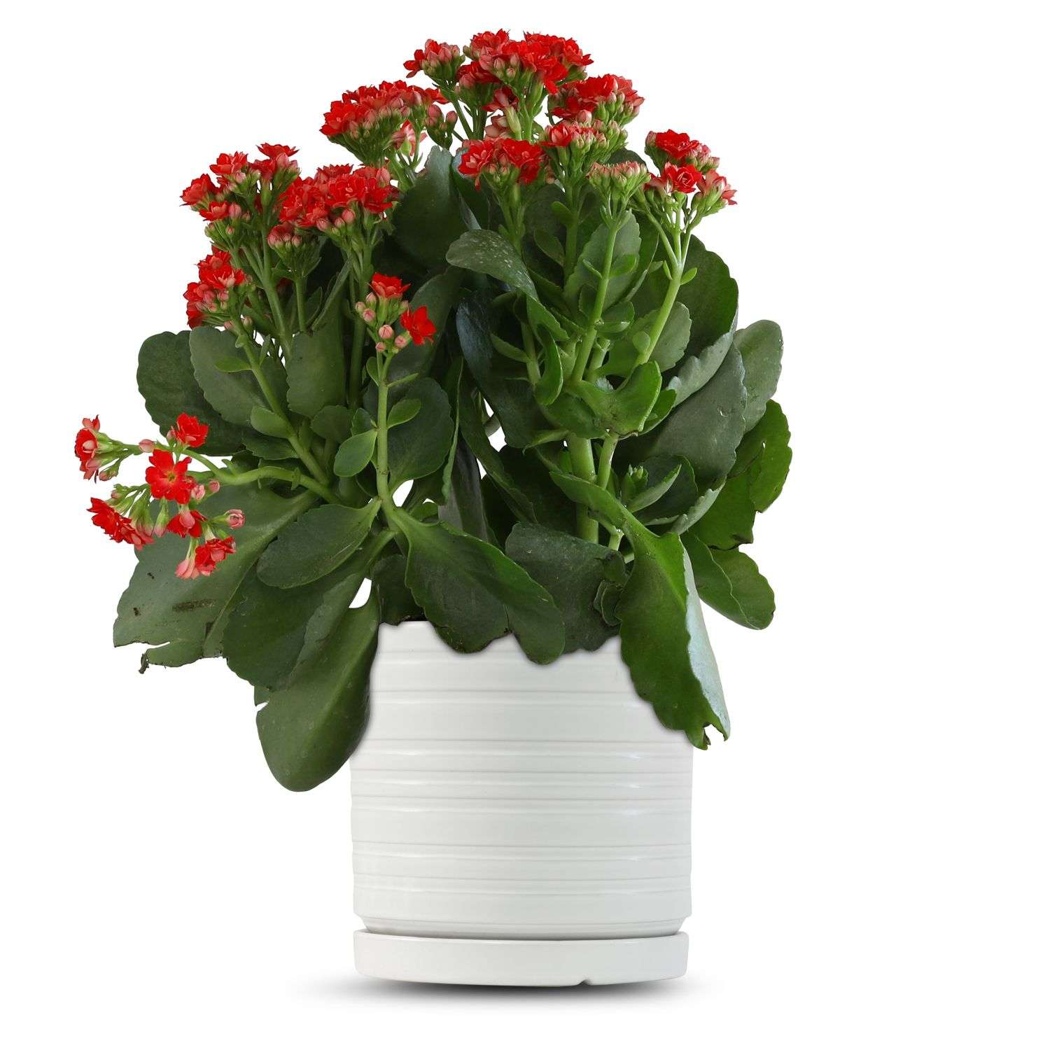 כלי לבן פסים