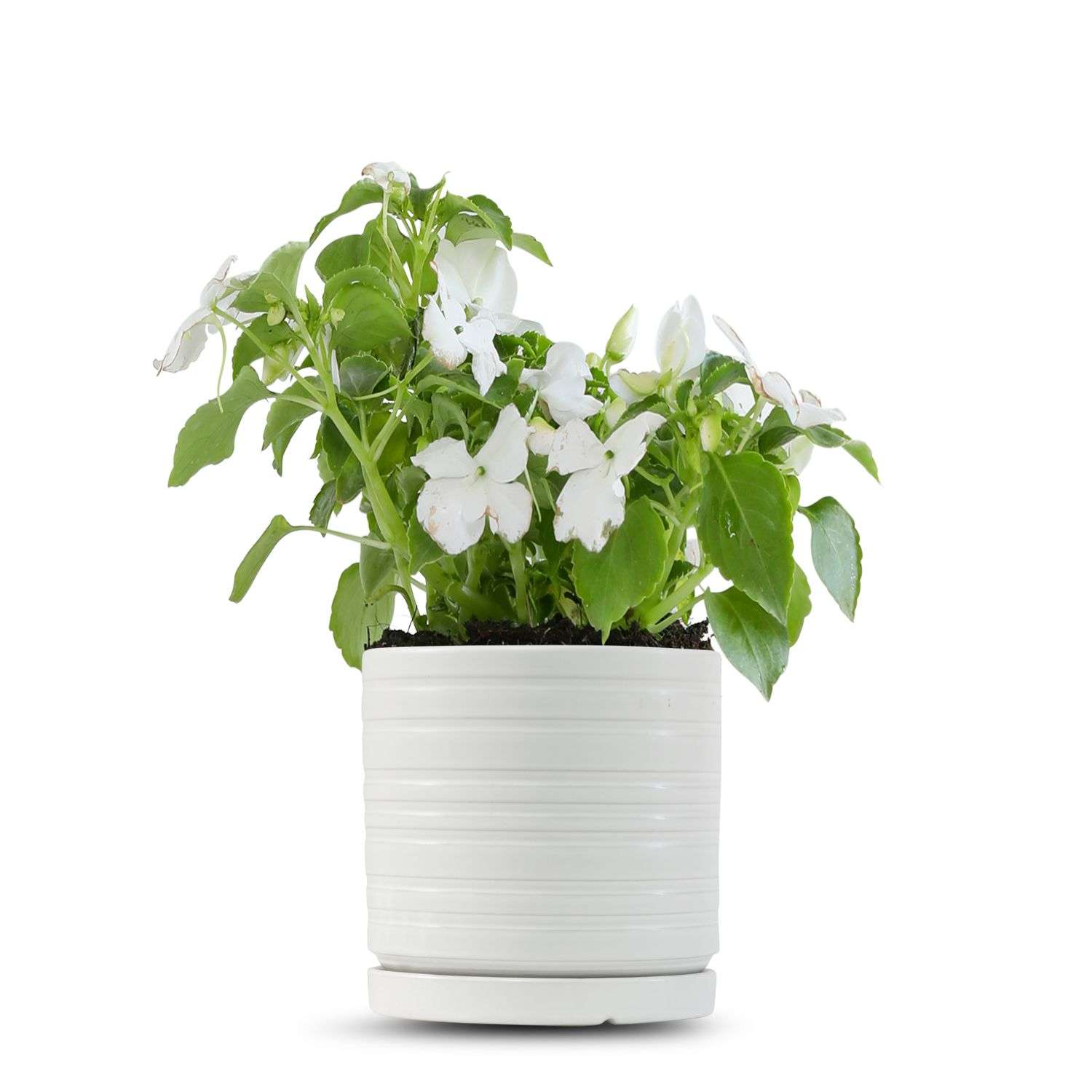 כלי לבן פסים