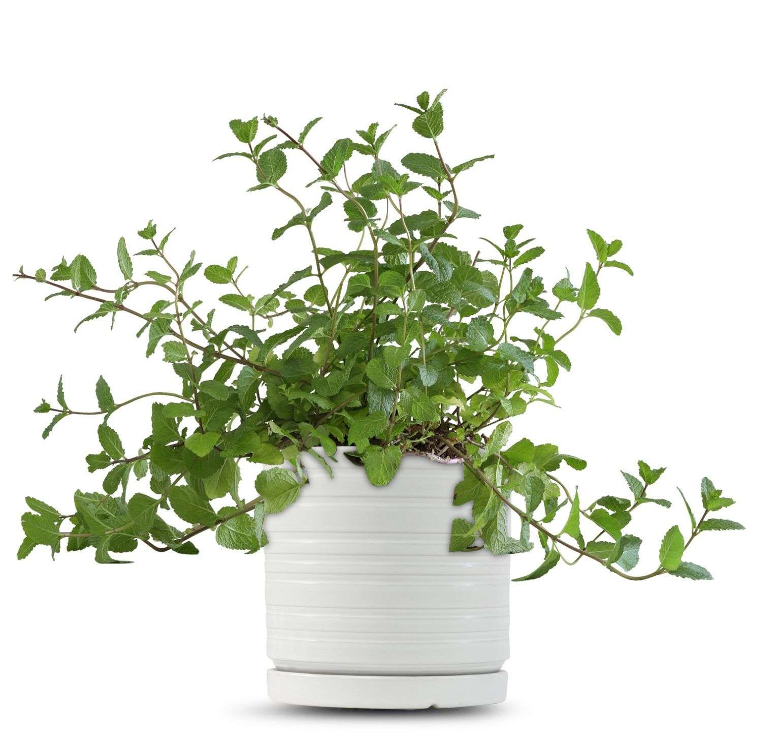 כלי לבן פסים