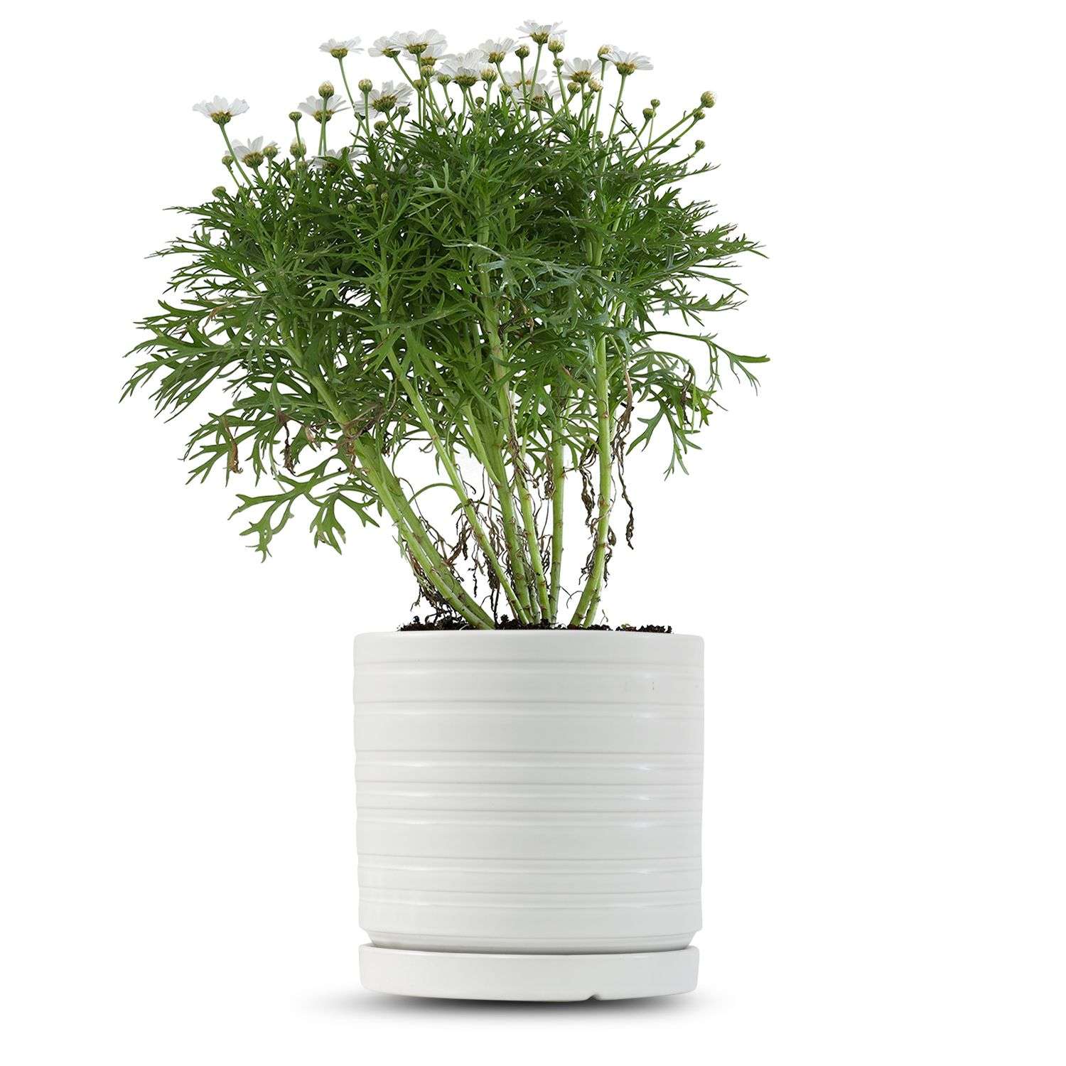 כלי לבן פסים