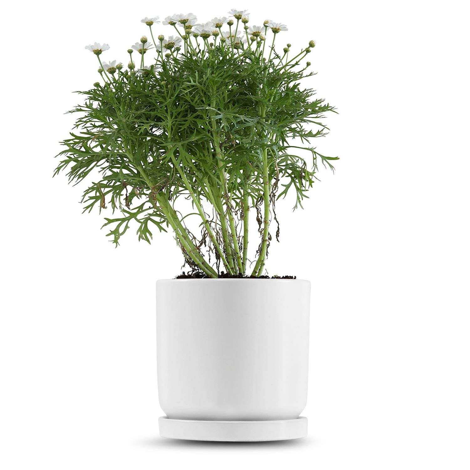 כלי לבן חלק