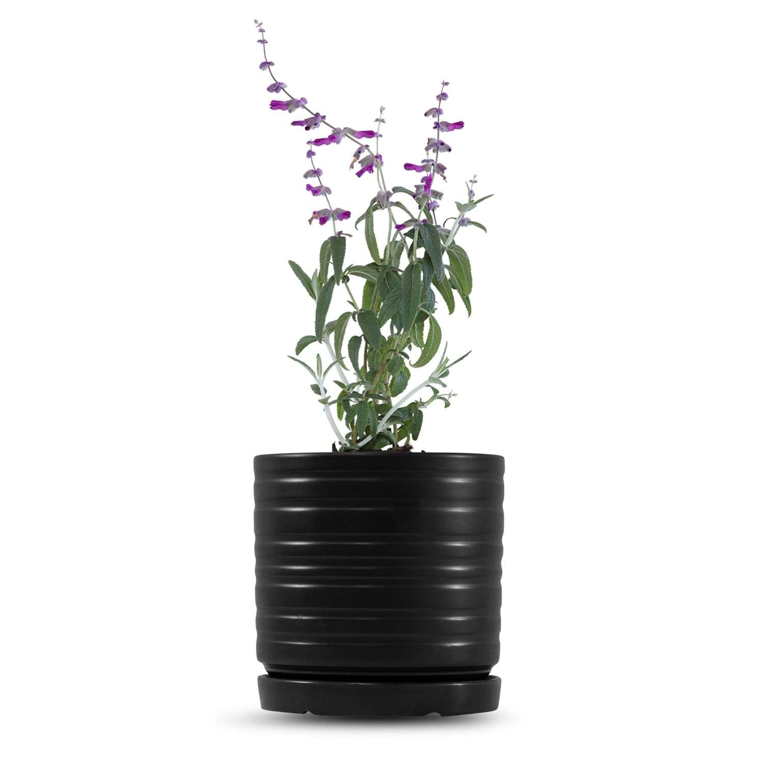 כלי שחור פסים