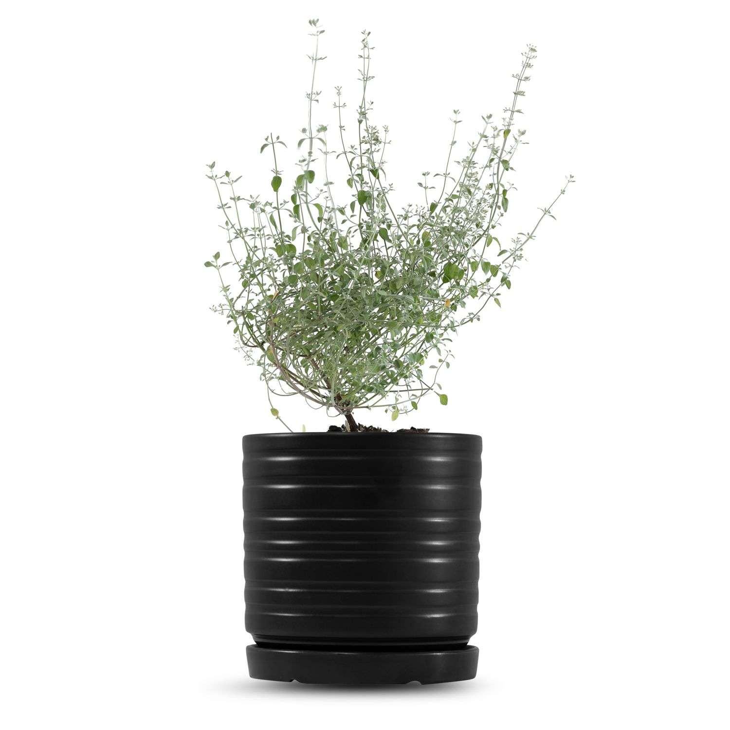 כלי שחור פסים