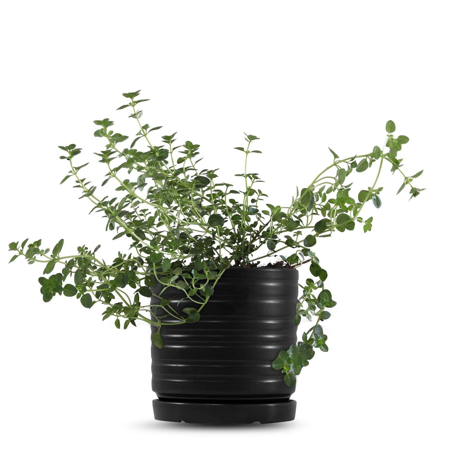 כלי שחור פסים