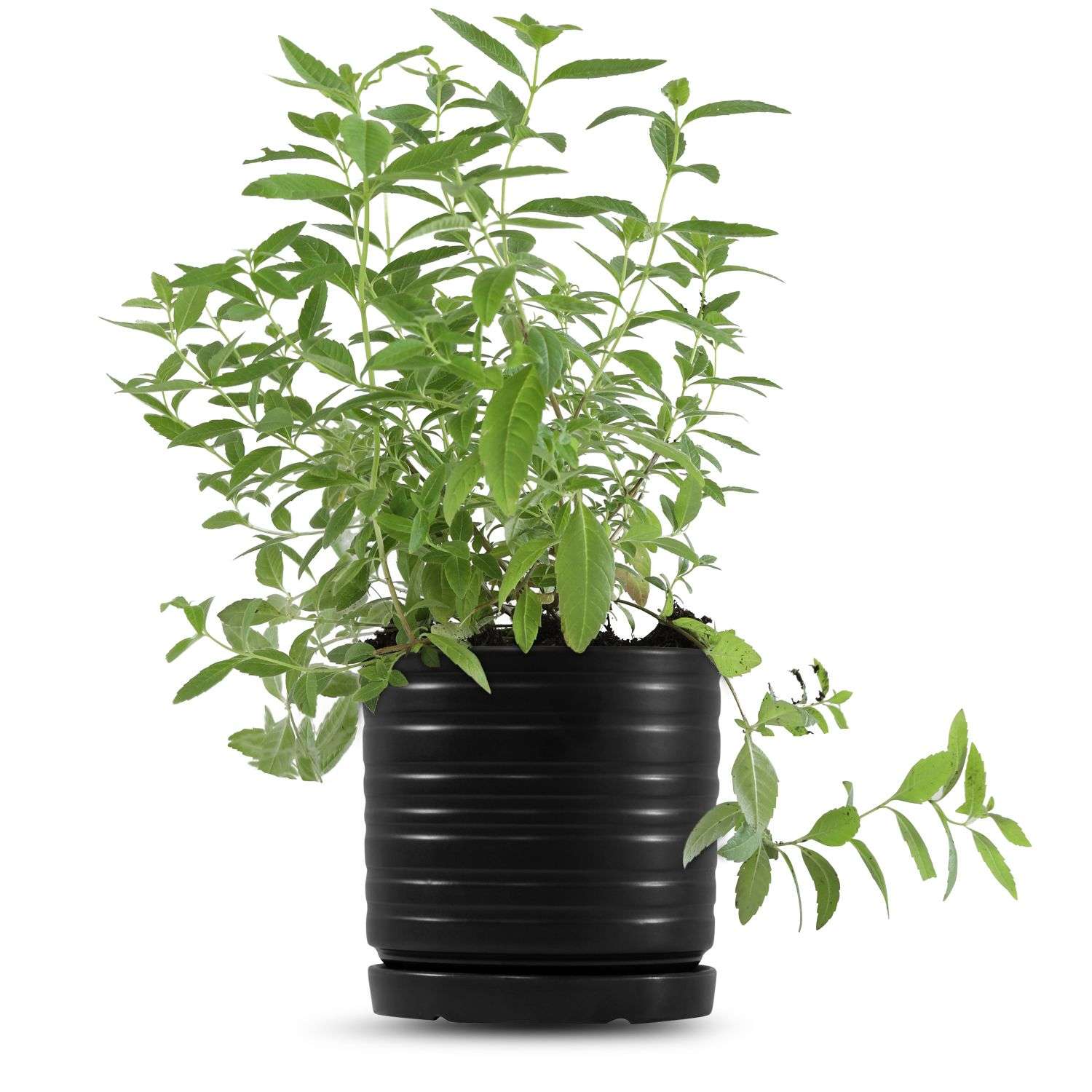 כלי שחור פסים