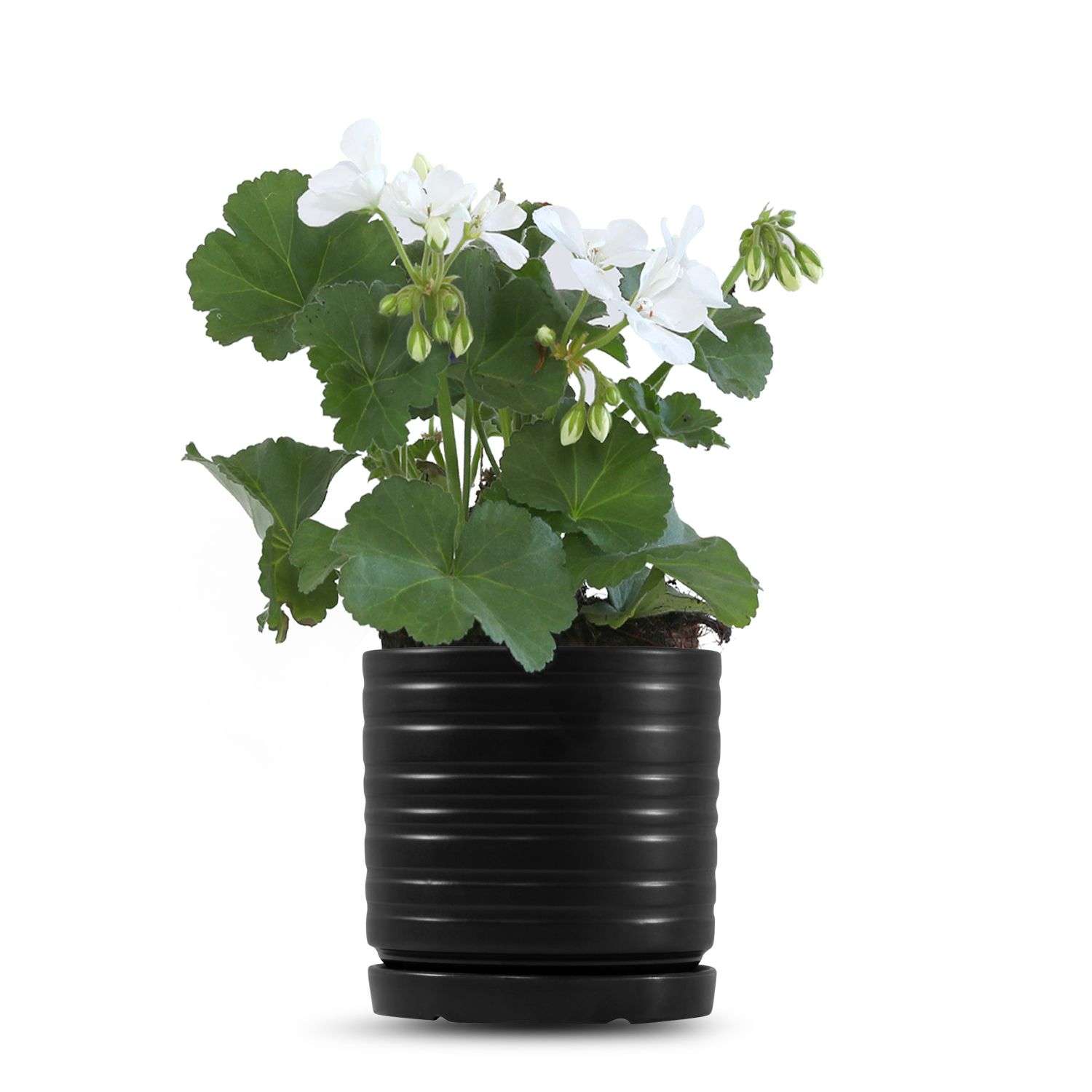 כלי שחור פסים