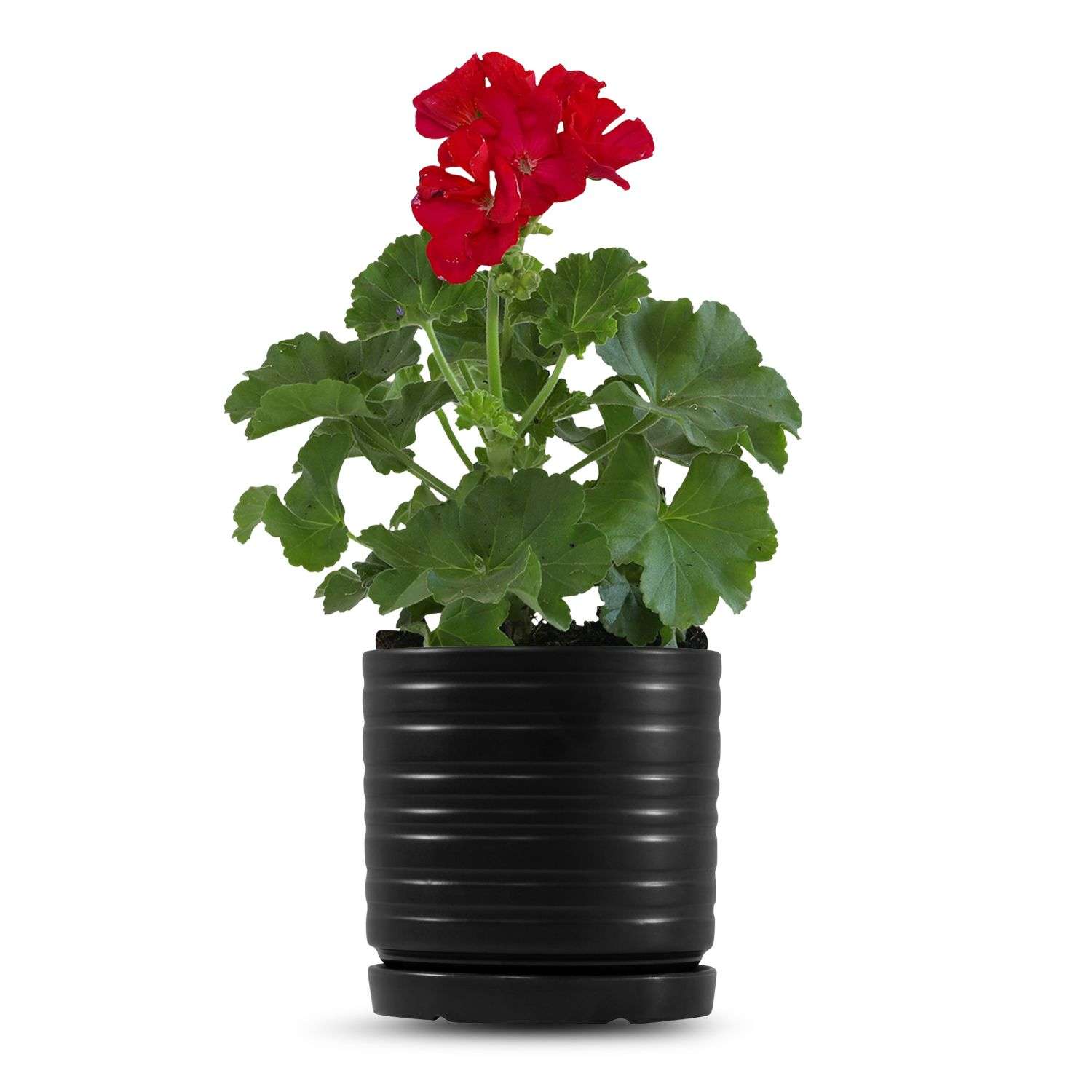 כלי שחור פסים