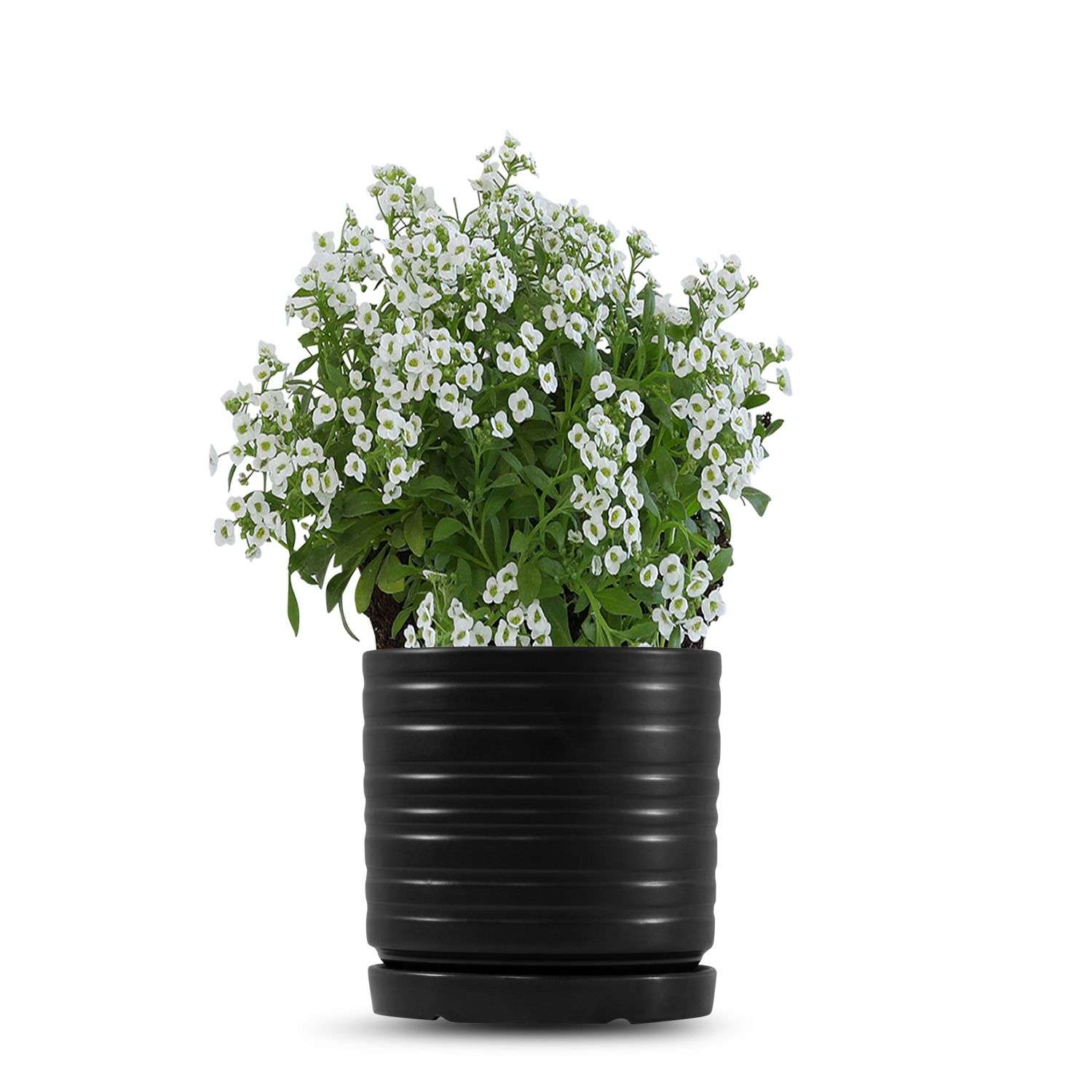 כלי שחור פסים