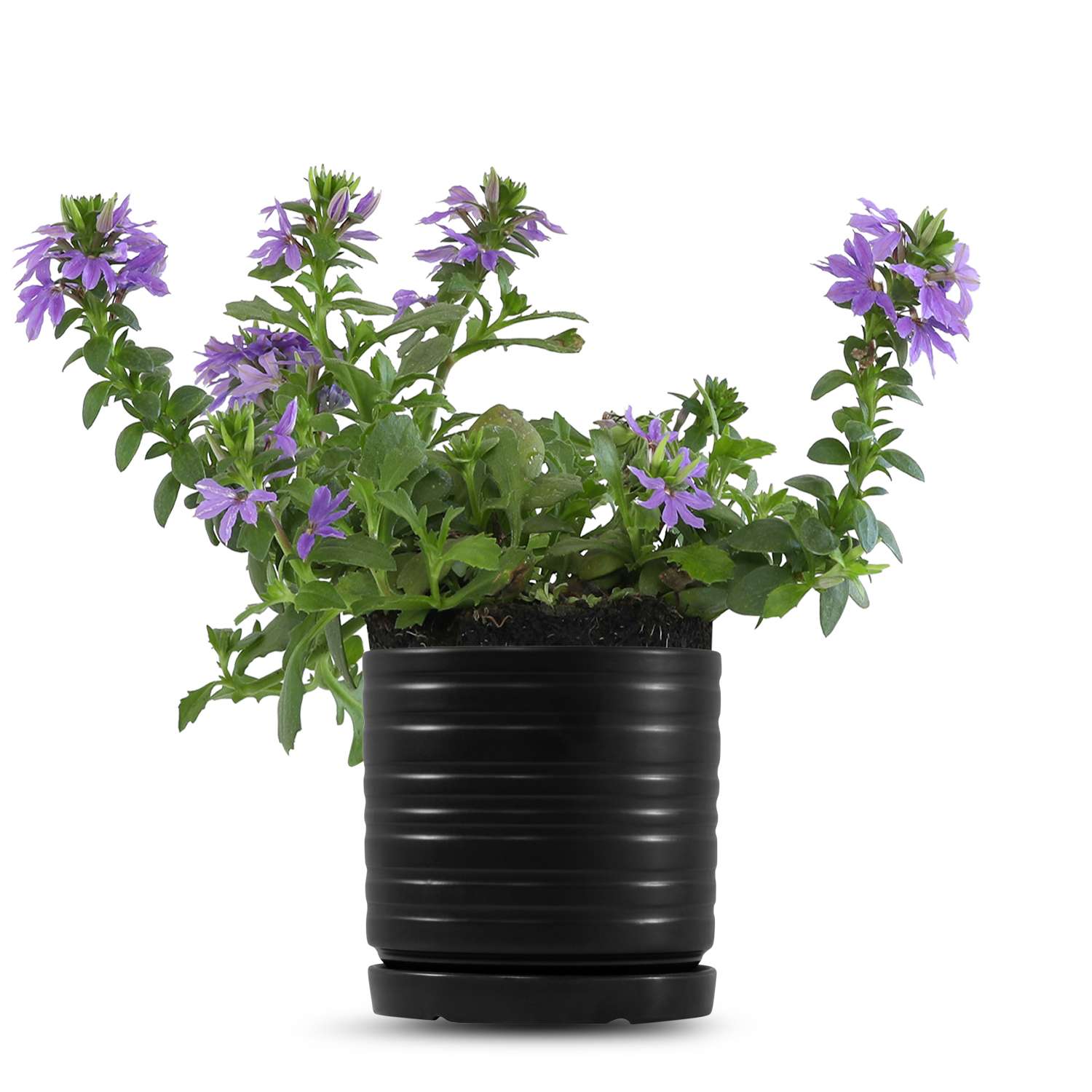 כלי שחור פסים