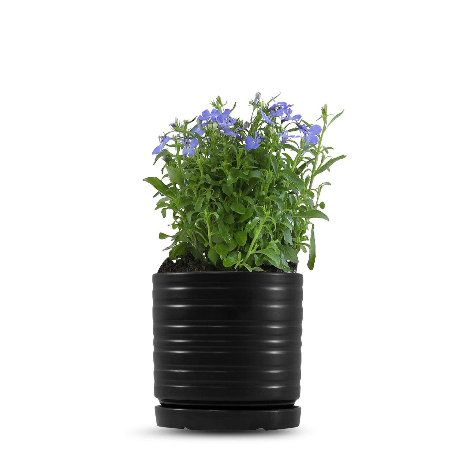 כלי שחור פסים