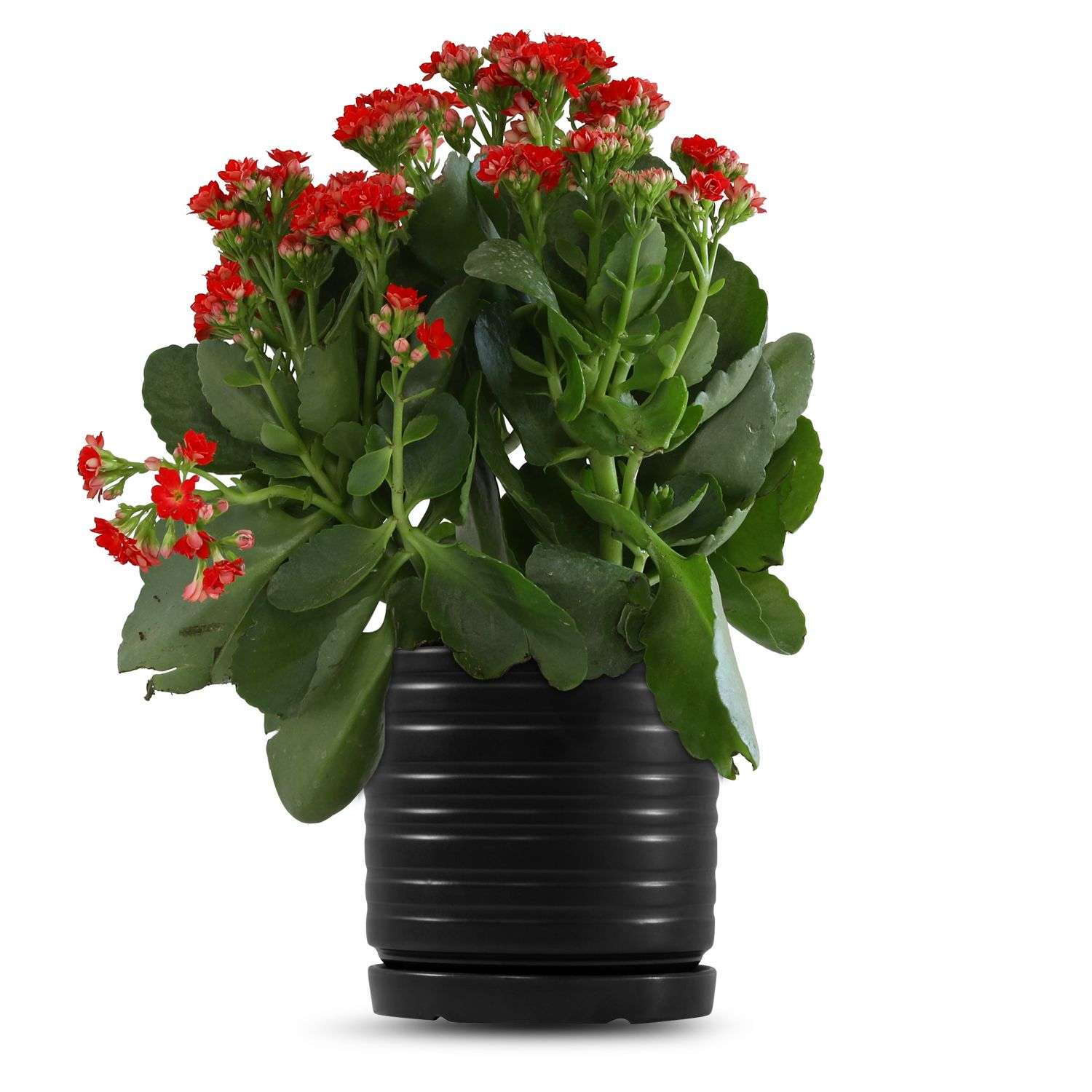 כלי שחור פסים