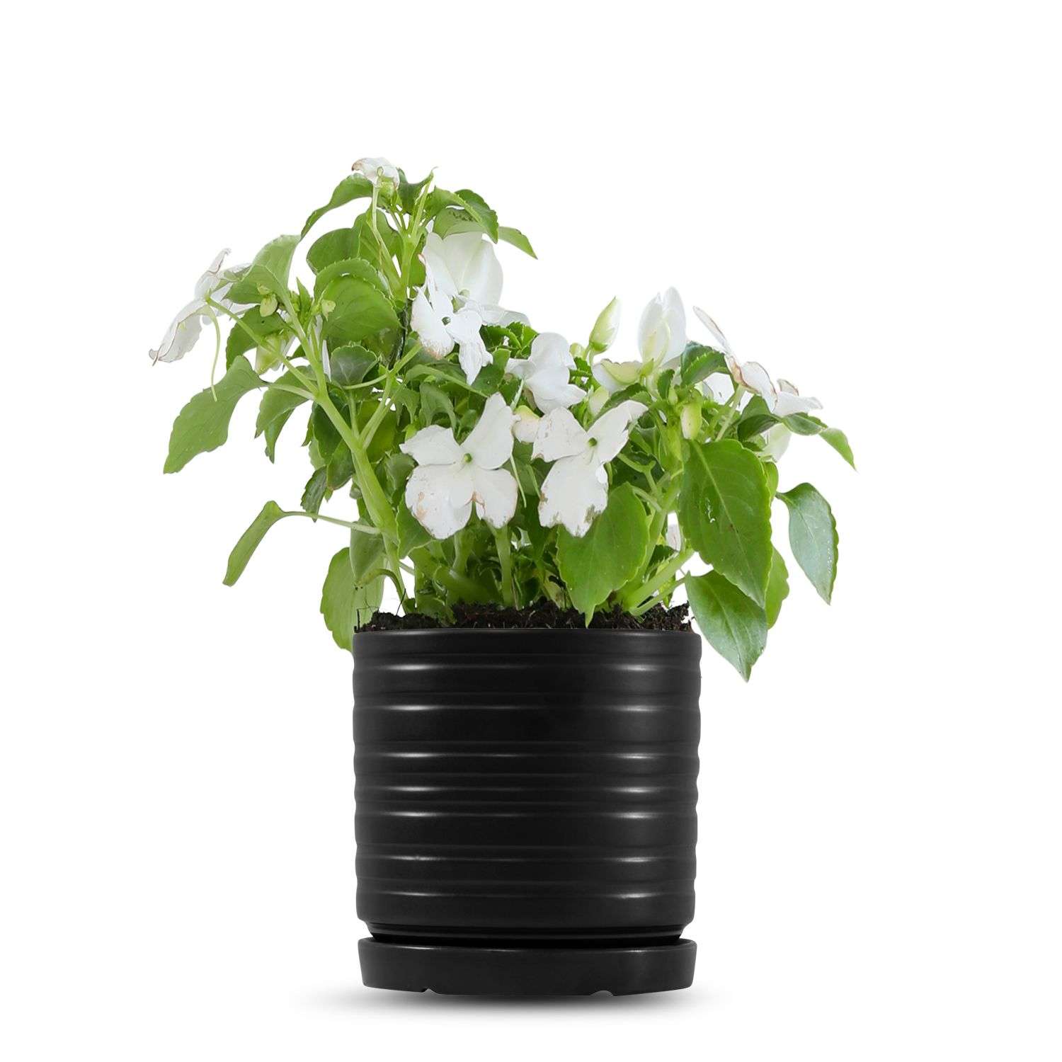 כלי שחור פסים