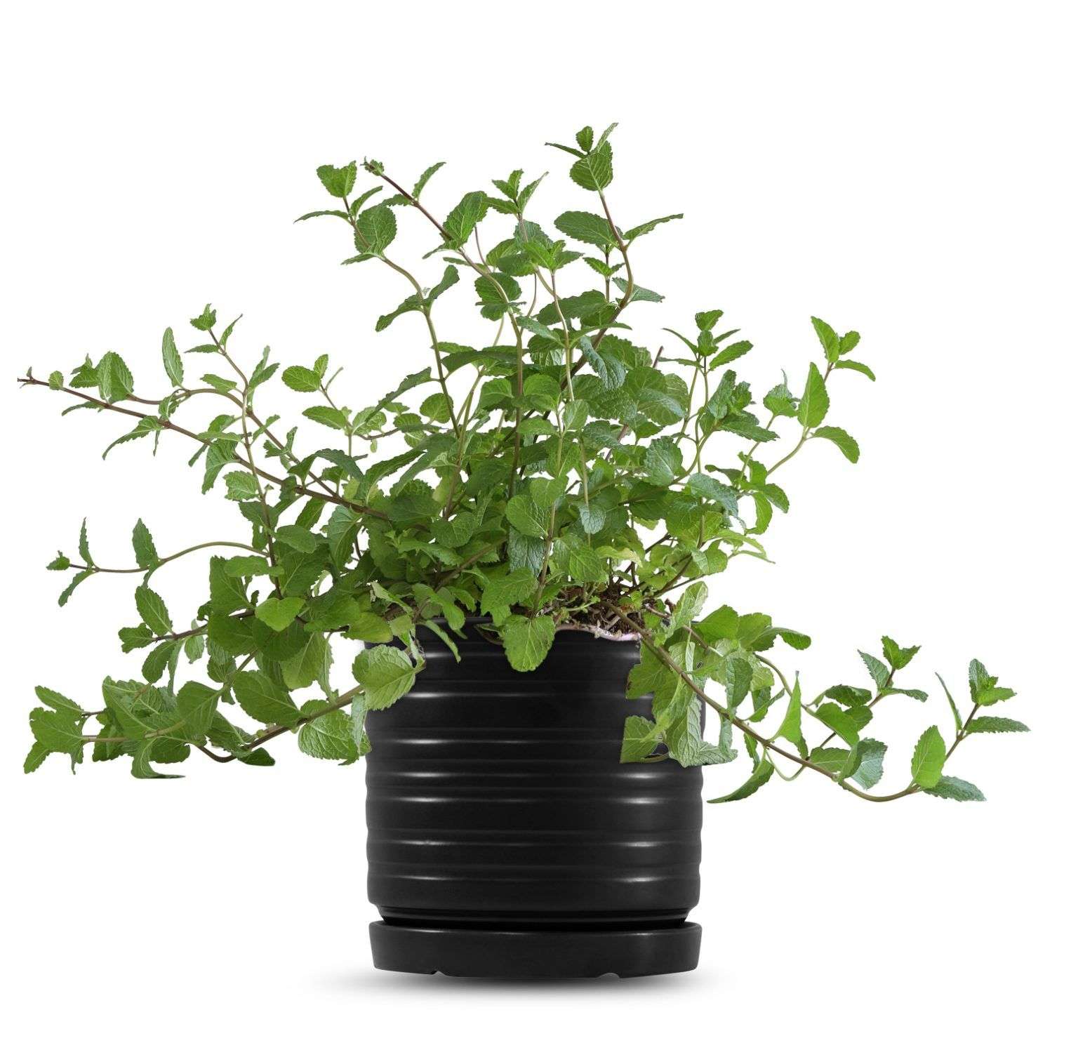 כלי שחור פסים