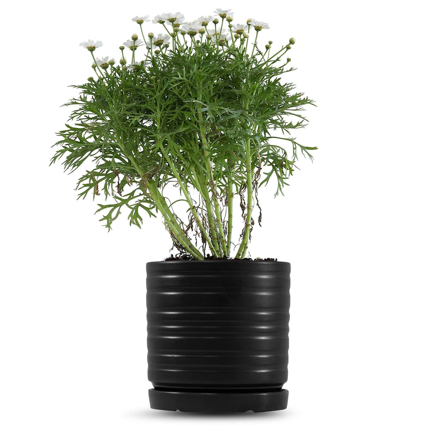 כלי שחור פסים