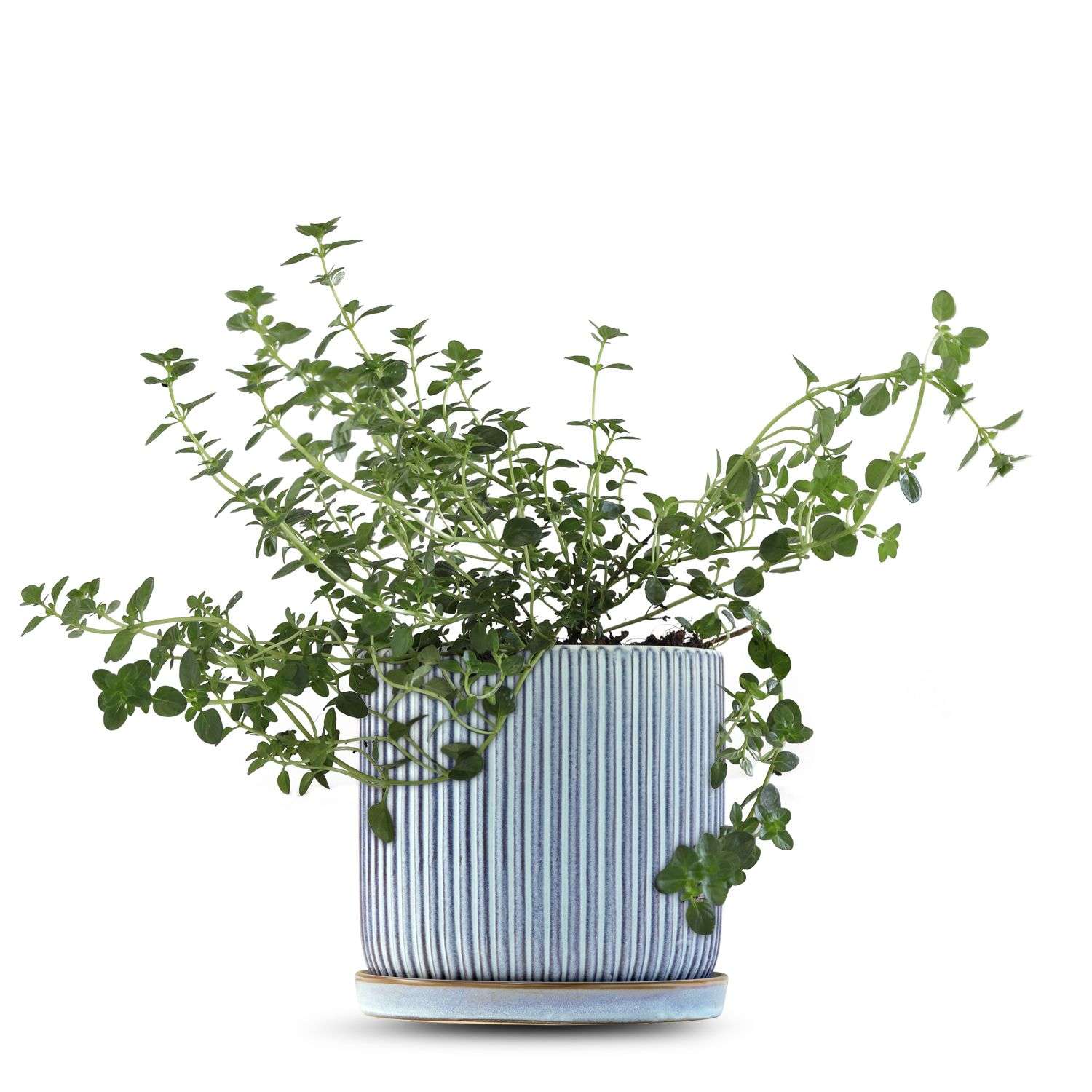 כלי כחול שמיים