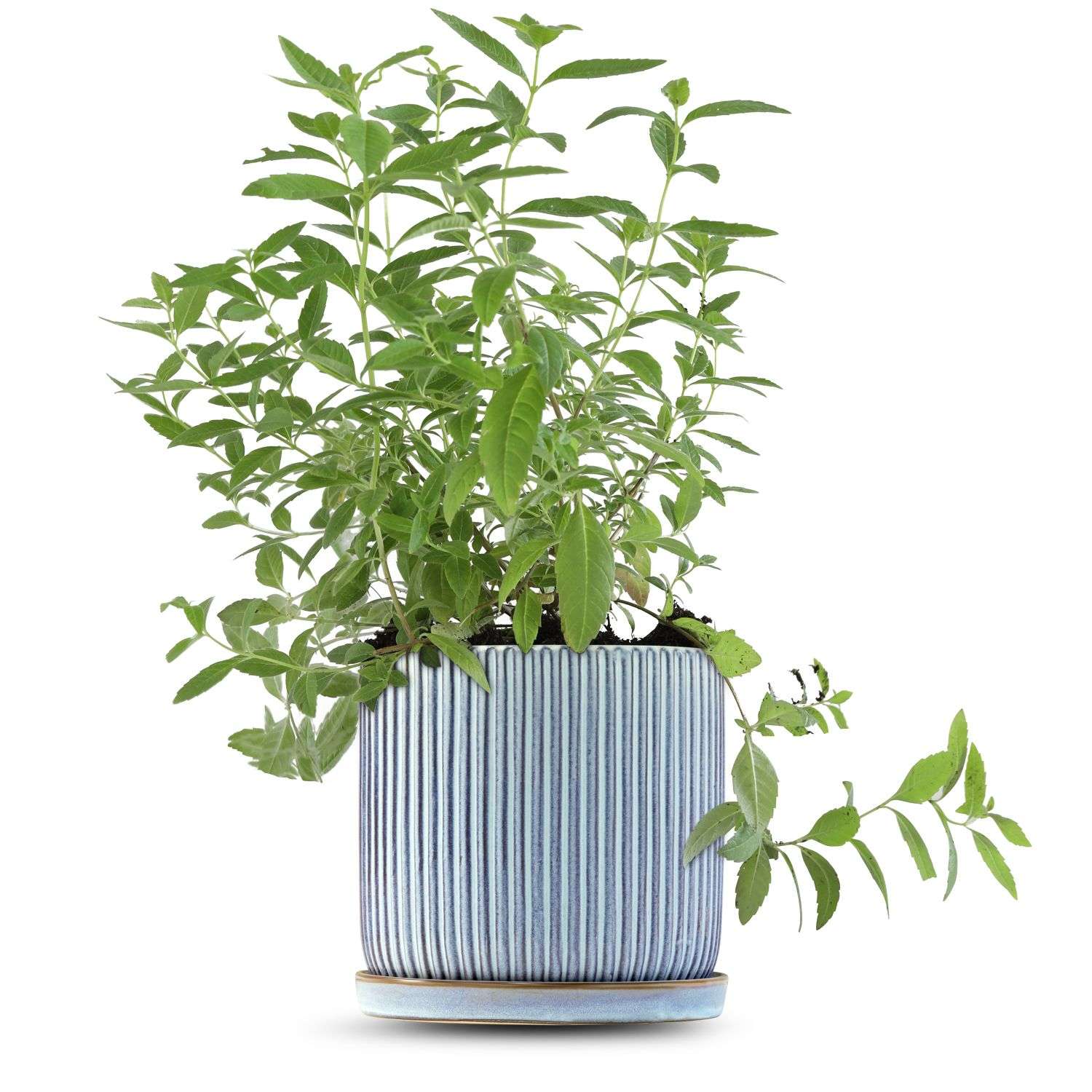 כלי כחול שמיים