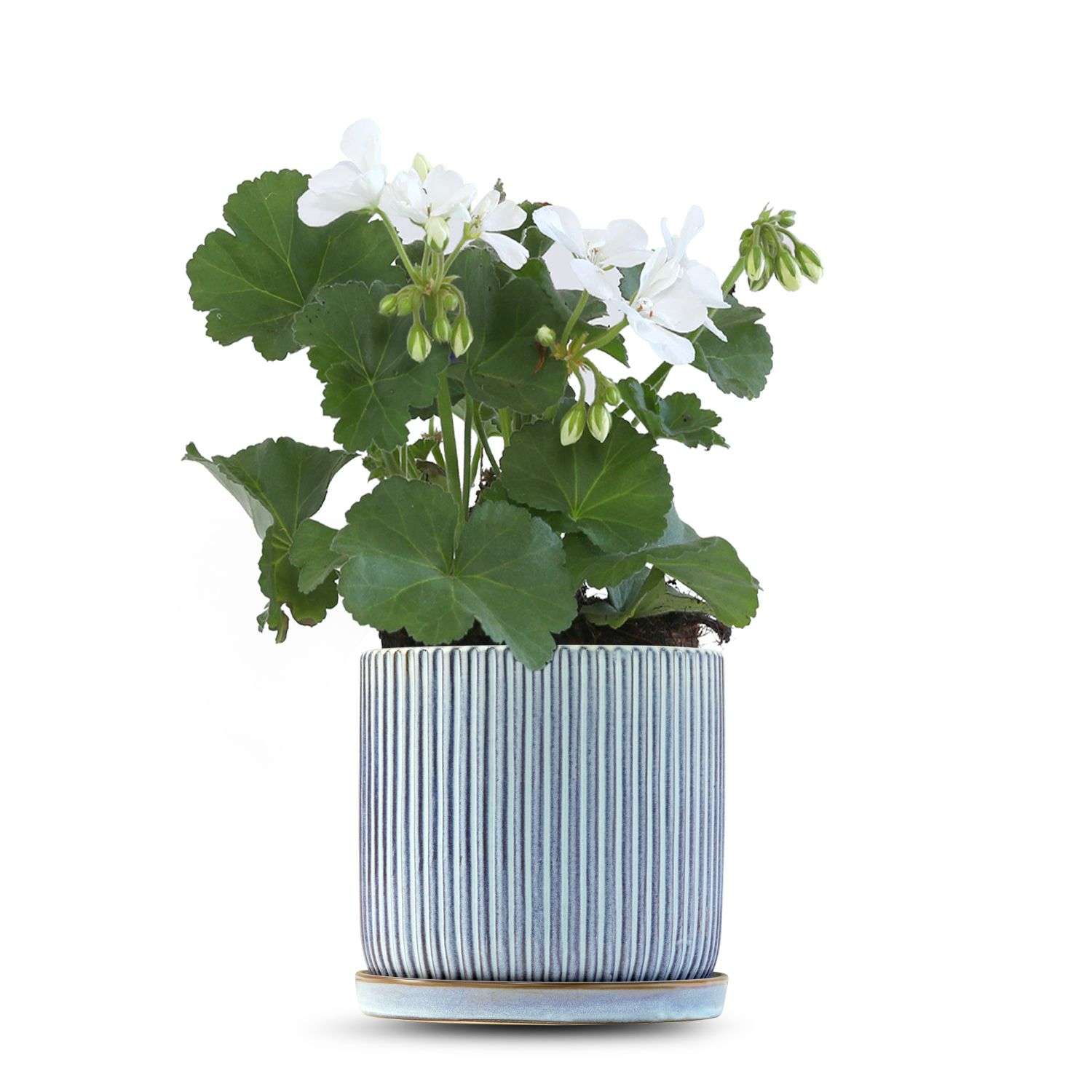 כלי כחול שמיים