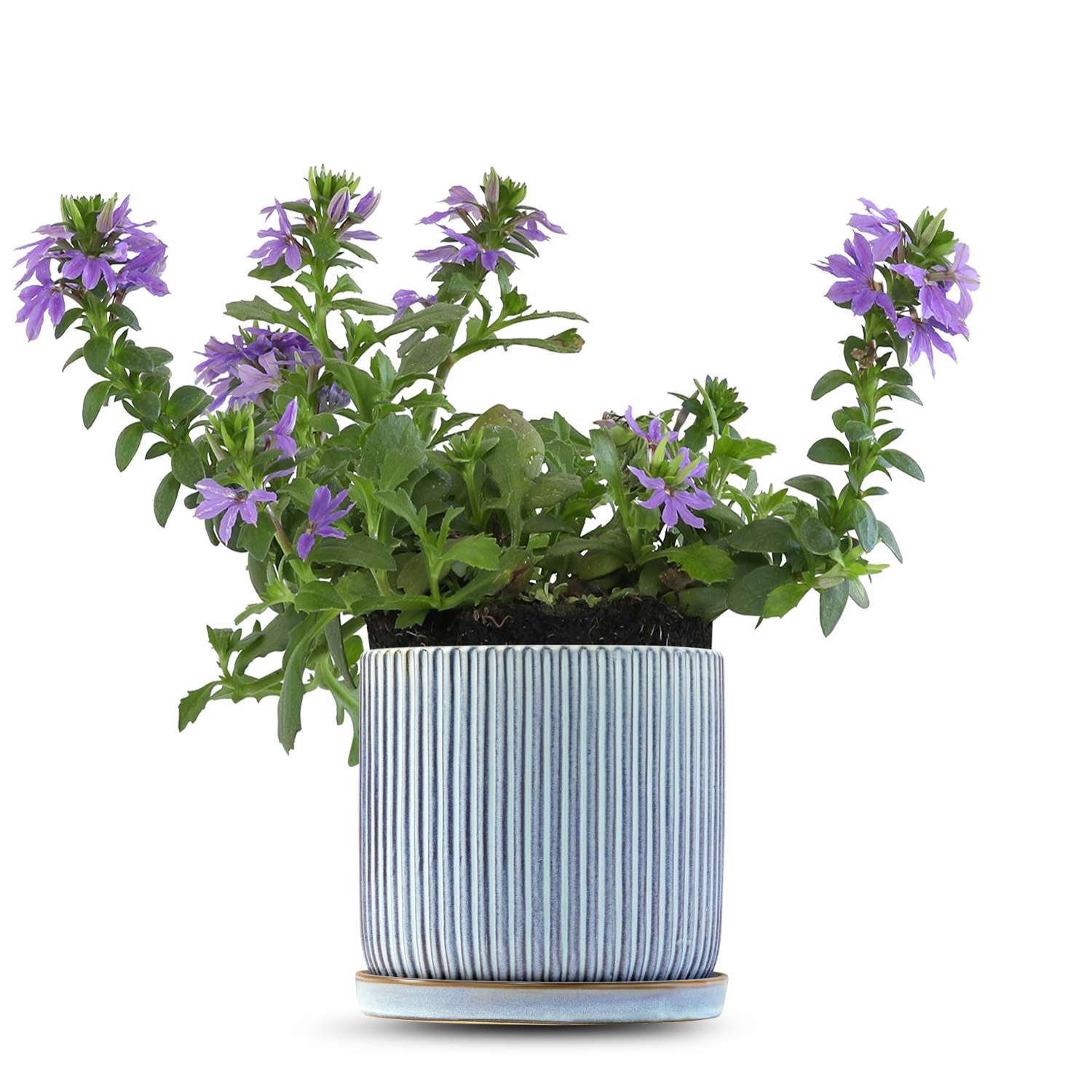 כלי כחול שמיים