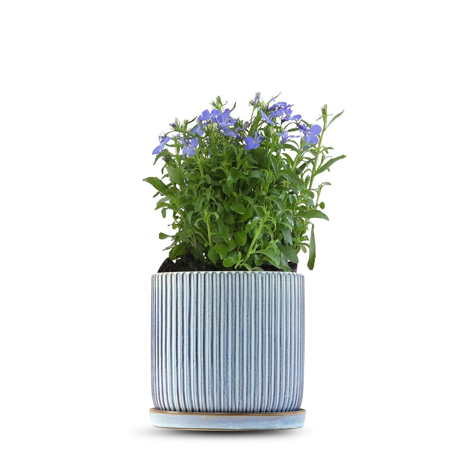 כלי כחול שמיים