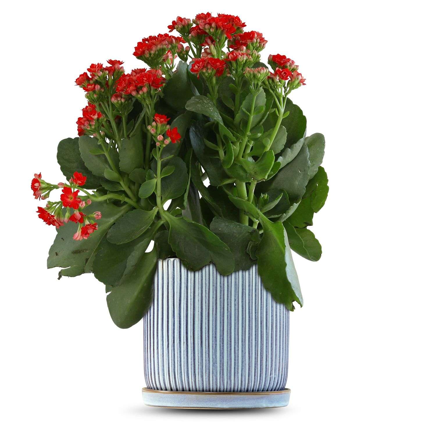 כלי כחול שמיים