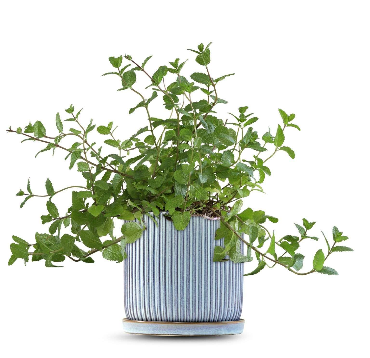 כלי כחול שמיים