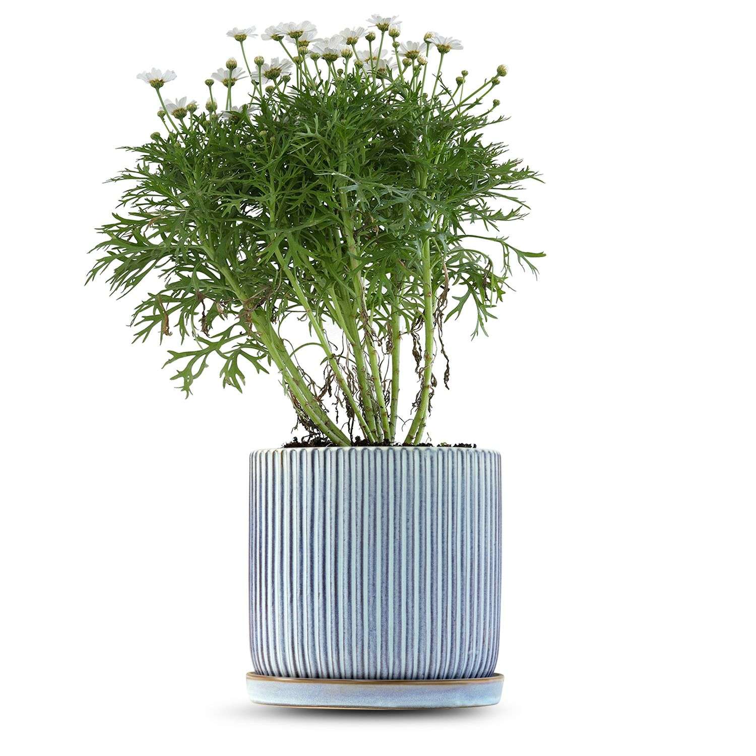 כלי כחול שמיים