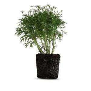 צמח חרצית שיחית עם פרחים צהובים עזים ועלה ירוק, צמח עמיד ופורח המוסיף צבע לגינה