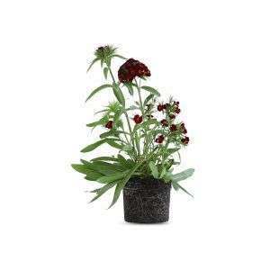 צמח ציפורן סיני עם פרחים צבעוניים ויפהפיים בגווני אדום, ורוד ולבן, המתאים לגידול בגינה או במרפסת