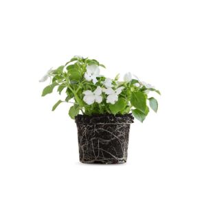 צמח בשמת הגינה עם פרחים לבנים וריחניים, צמח נוי אידיאלי לגידול בגינה ובמרפסת