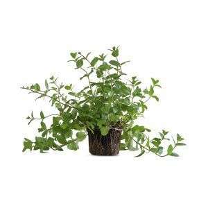 צמח נענע מנטה עם עלים ירוקים וריחניים, צמח תבלין מצוין לגידול בבית ובמרפסת, מתאים לתה ולתיבול