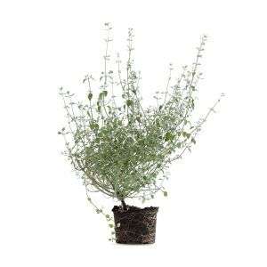 צמח זוטה לבנה עם פרחים קטנים לבנים ועלים ירוקים, צמח תבלין רפואי וגידול בגינה או במרפסת