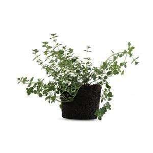 צמח טימין עם עלים קטנים ירוקים וריחניים, צמח תבלין מצוין לגידול בבית ובגינה, מתאים לתיבול ומרקחות