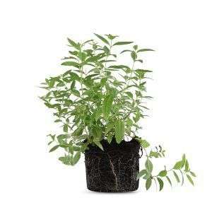 צמח לואיזה עם עלים ירוקים וארומטיים, צמח תבלין ריחני המתאים לגידול בבית ובמרפסת, מצוין לתה ולתיבול