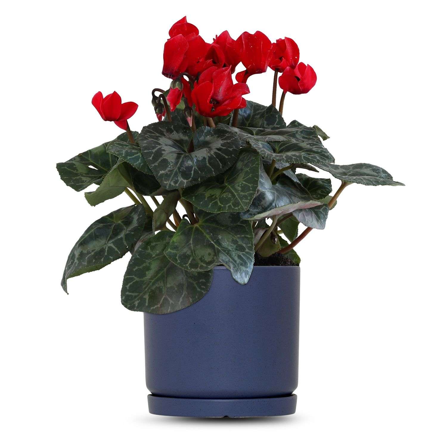 כלי כחול כהה