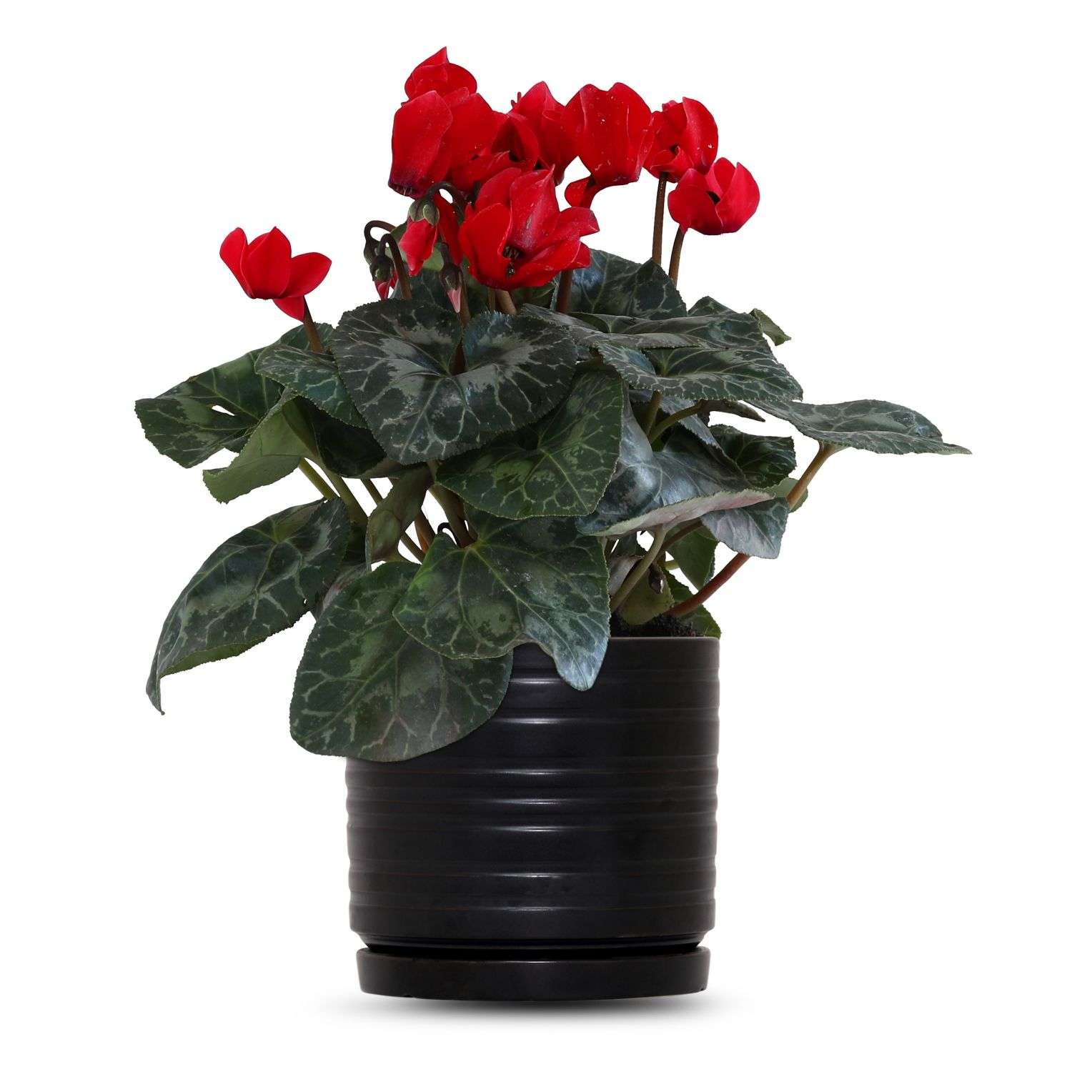 כלי שחור פסים