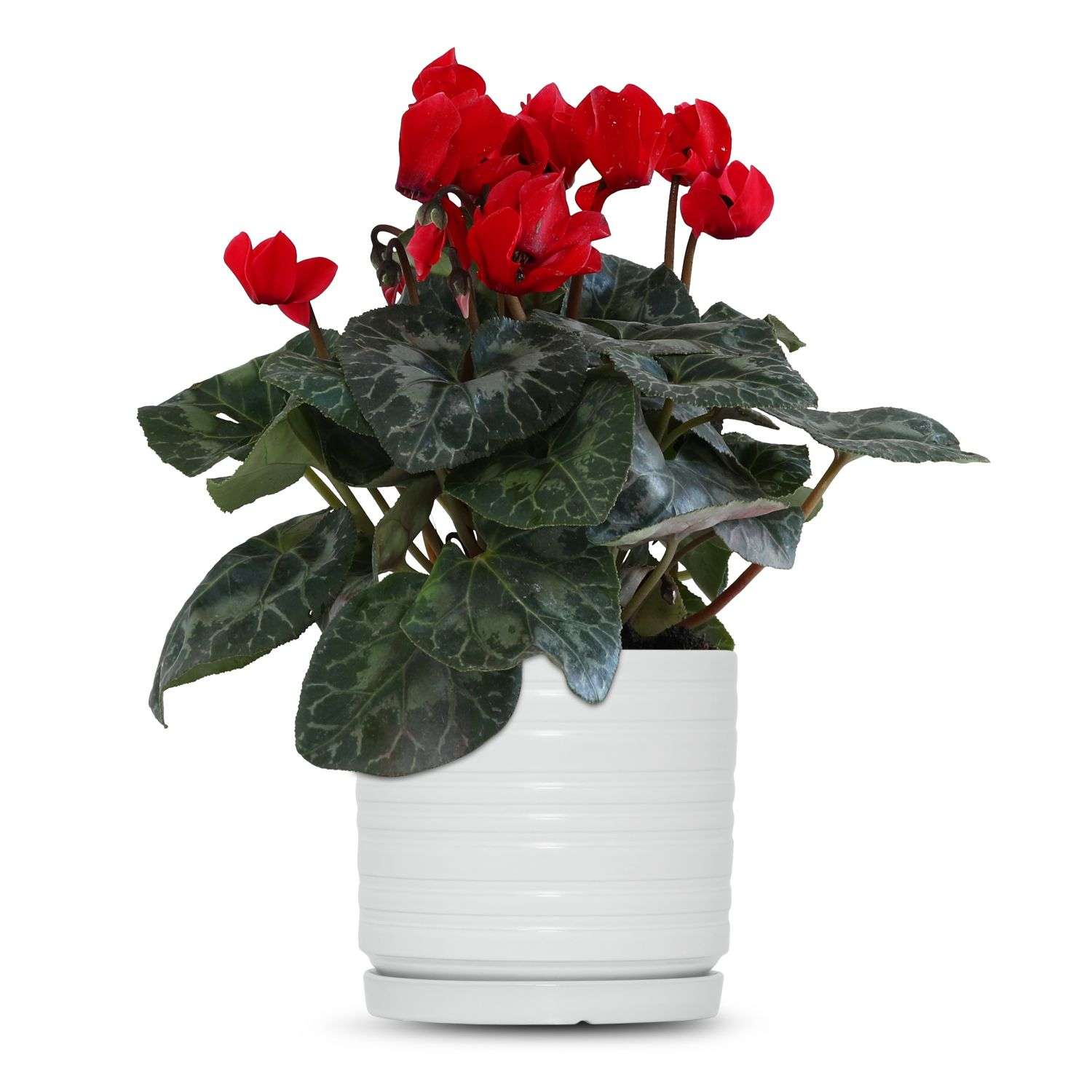 כלי לבן פסים