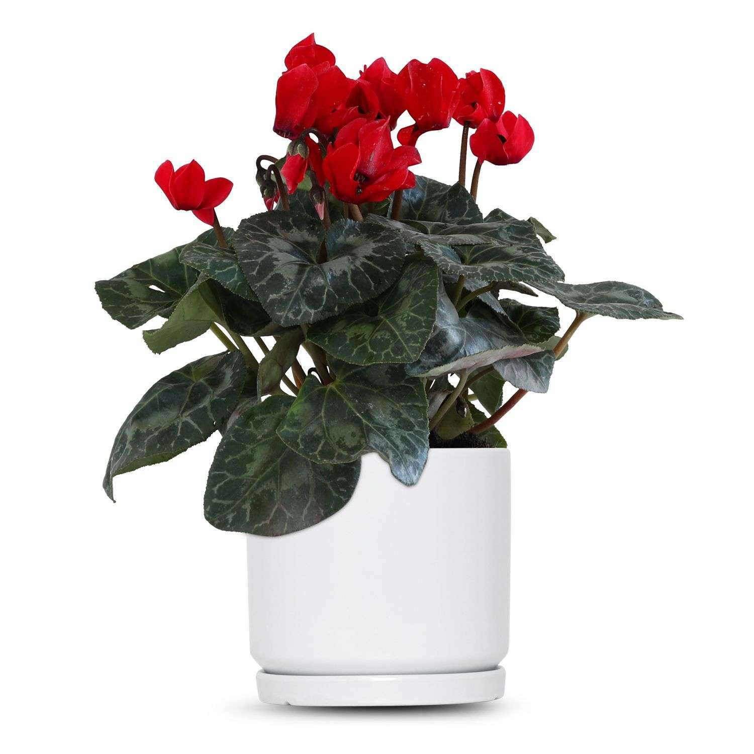 כלי לבן חלק