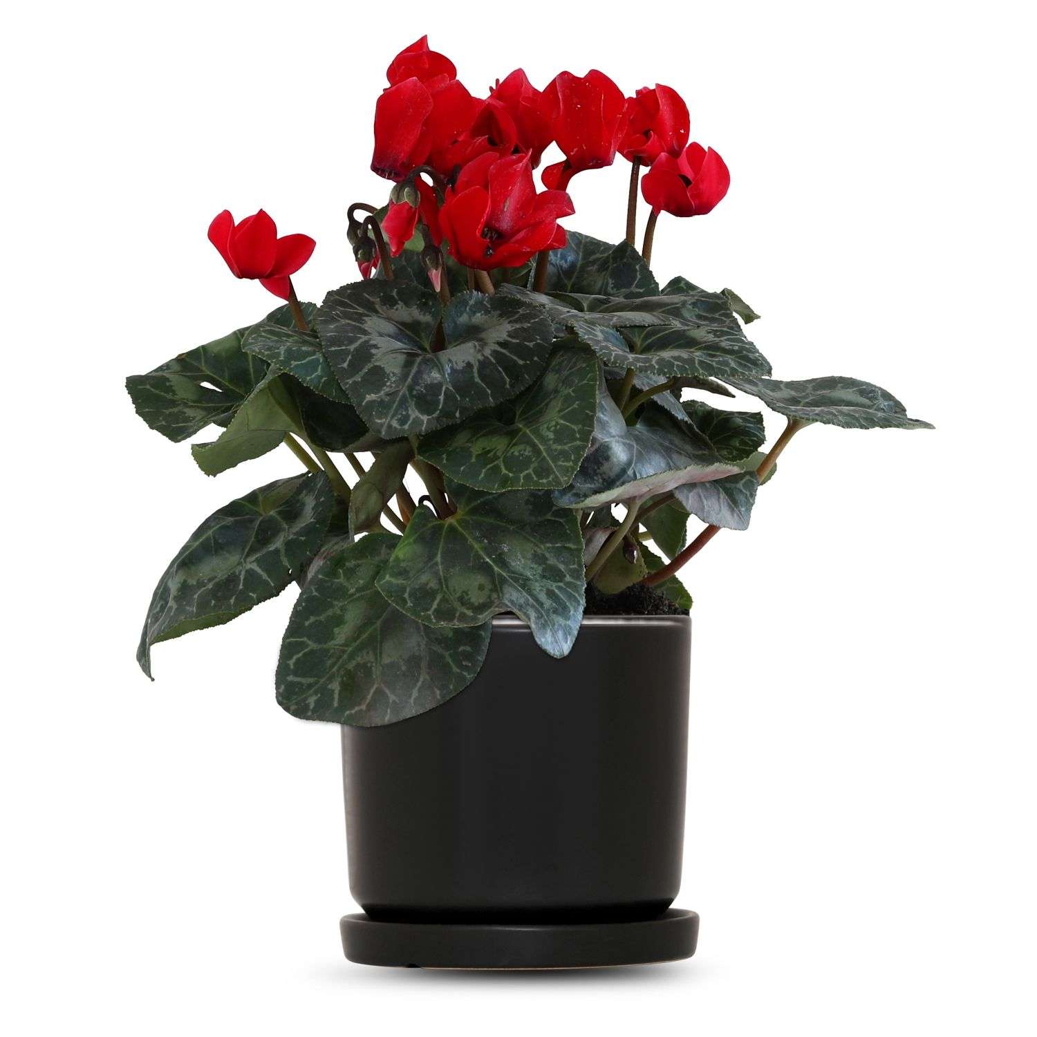 כלי שחור חלק