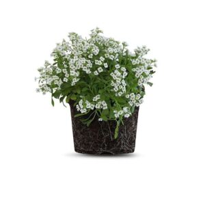 צמח סלסלי כסף לבן עם פרחים לבנים ועדינים ועלה ירוק, צמח נוי עמיד שמתאים לגידול בגינה ובמרפסת