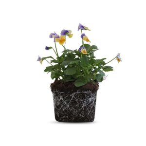 צמח אמנון ותמר עם פרחים צבעוניים בגווני אדום וצהוב ועלה ירוק, צמח נוי דקורטיבי שמתאים לגידול בגינה ובמרפסת