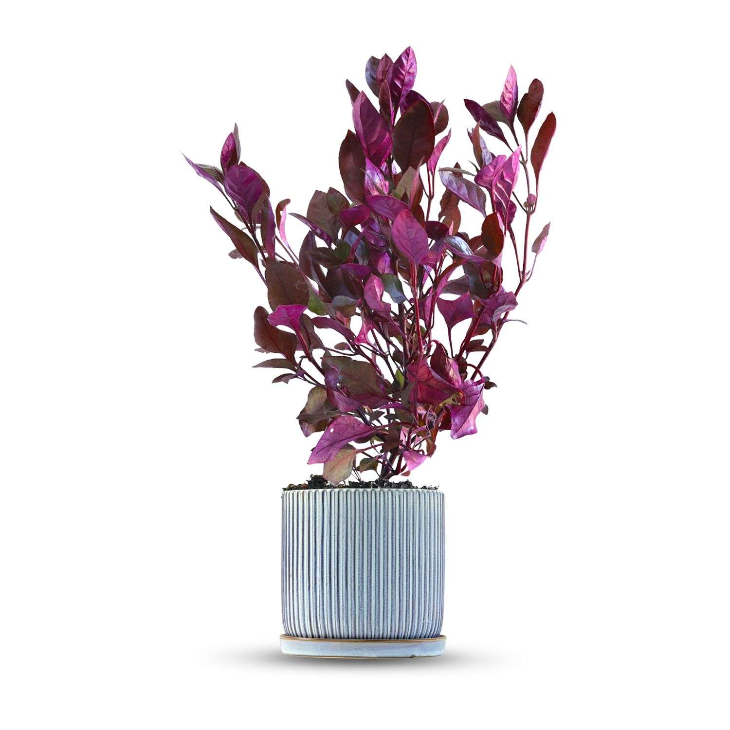 כלי כחול שמיים