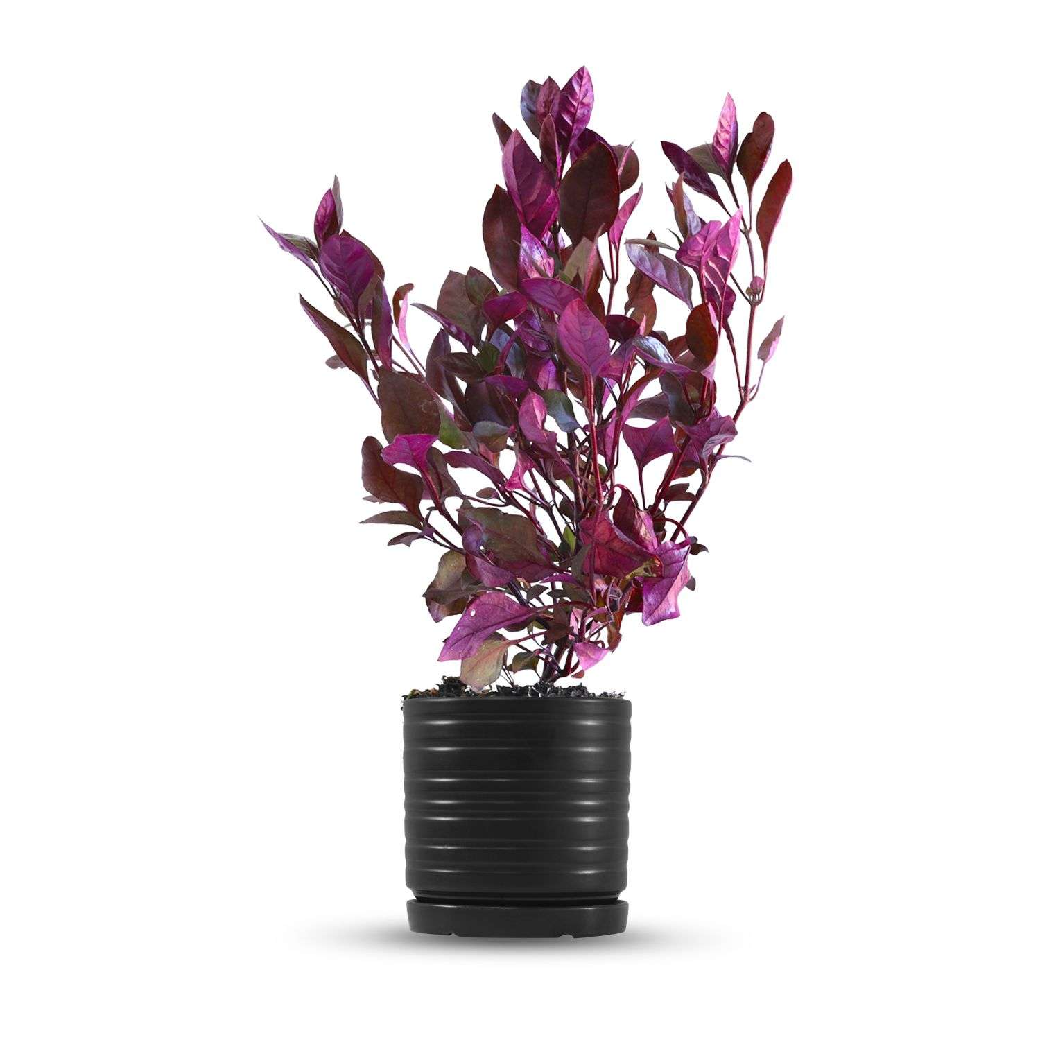 כלי שחור פסים