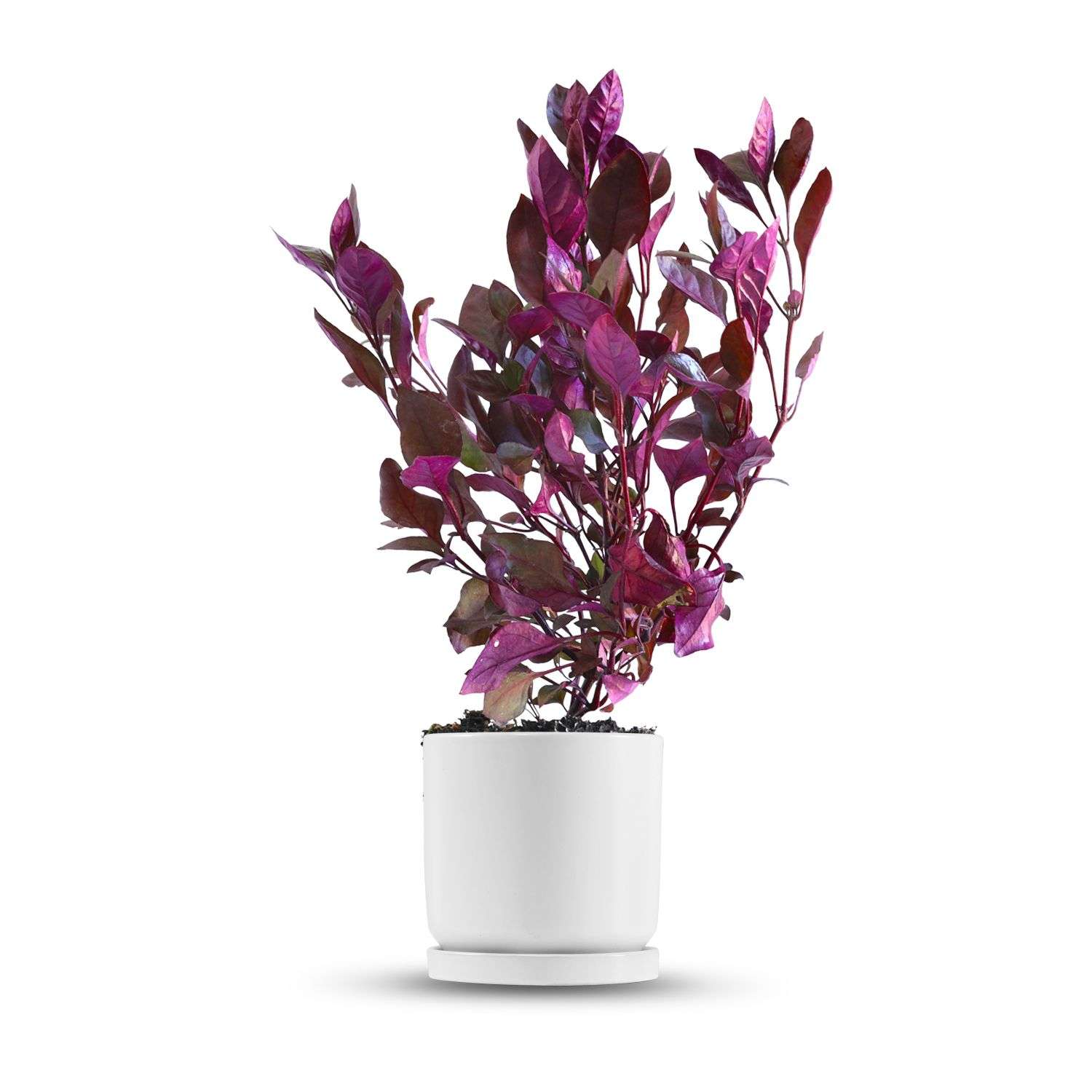 כלי לבן חלק