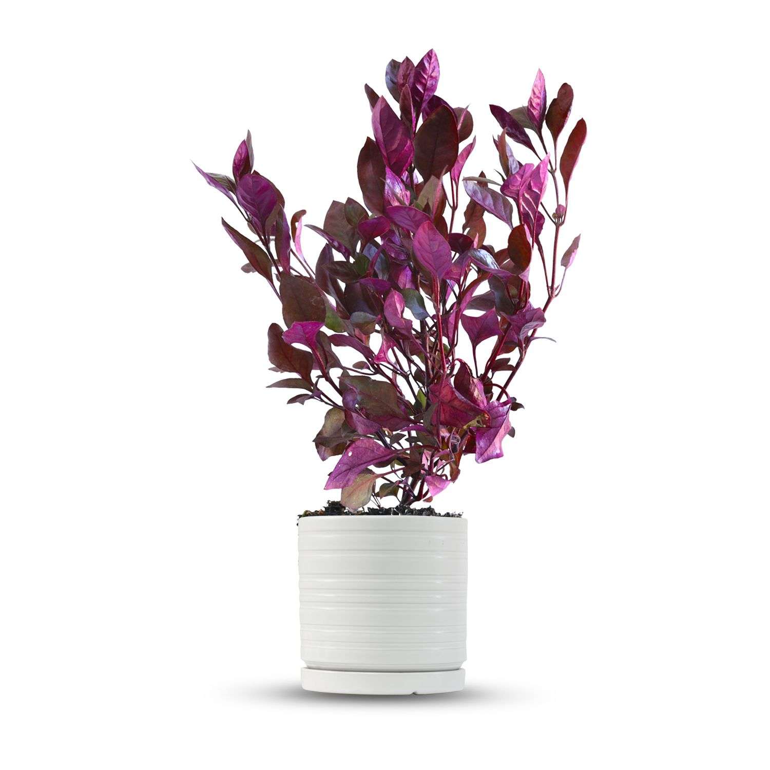 כלי לבן פסים