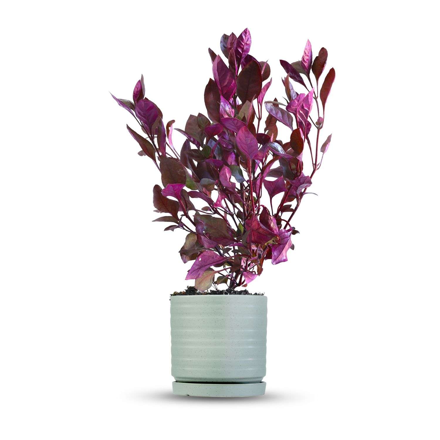 כלי ירוק בהיר נקודות-פסים