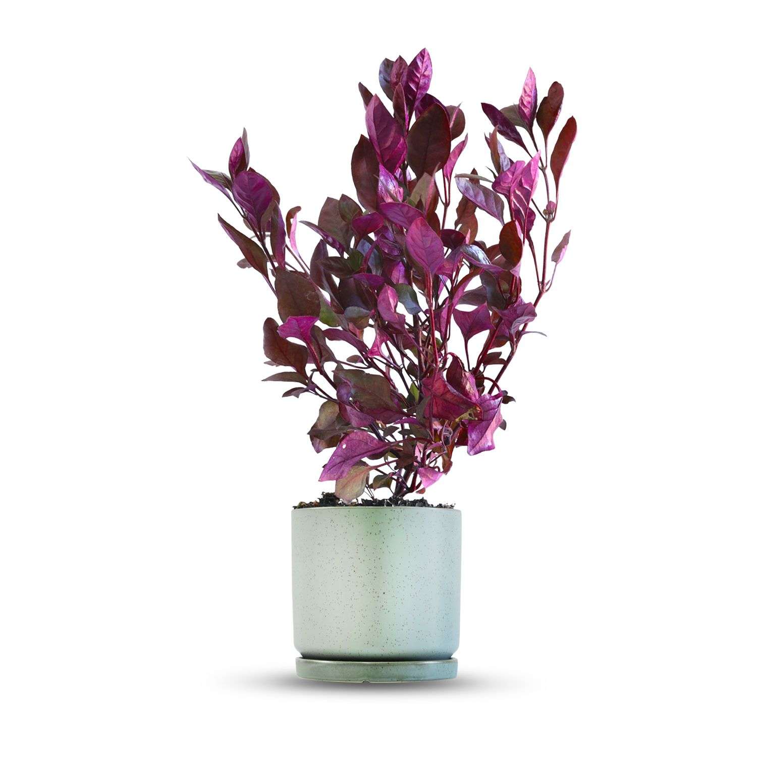 כלי ירוק בהיר נקודות