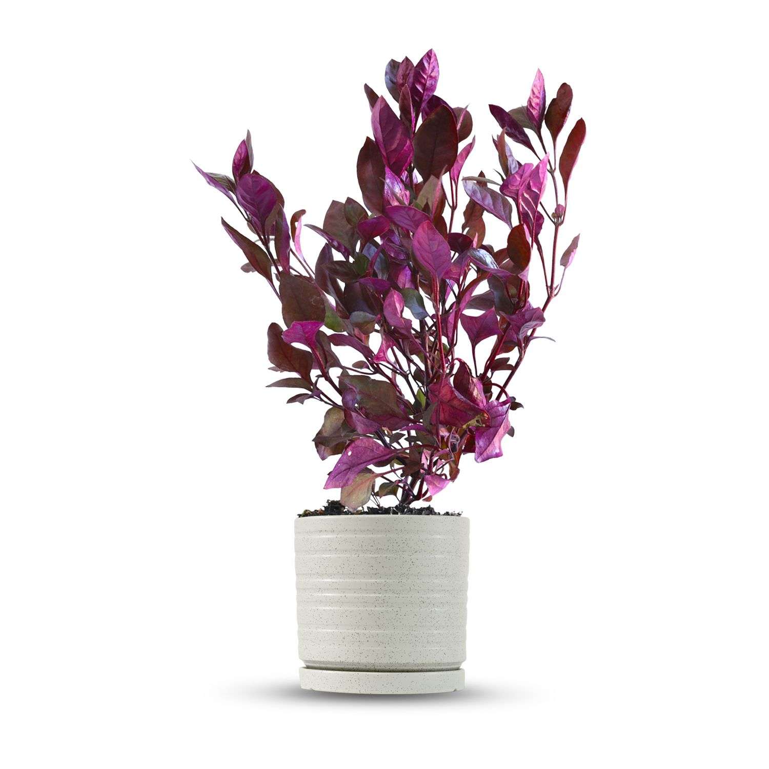 כלי שמנת נקודות