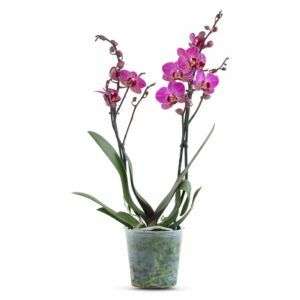 סחלב שני ענפים מיקס צבעים