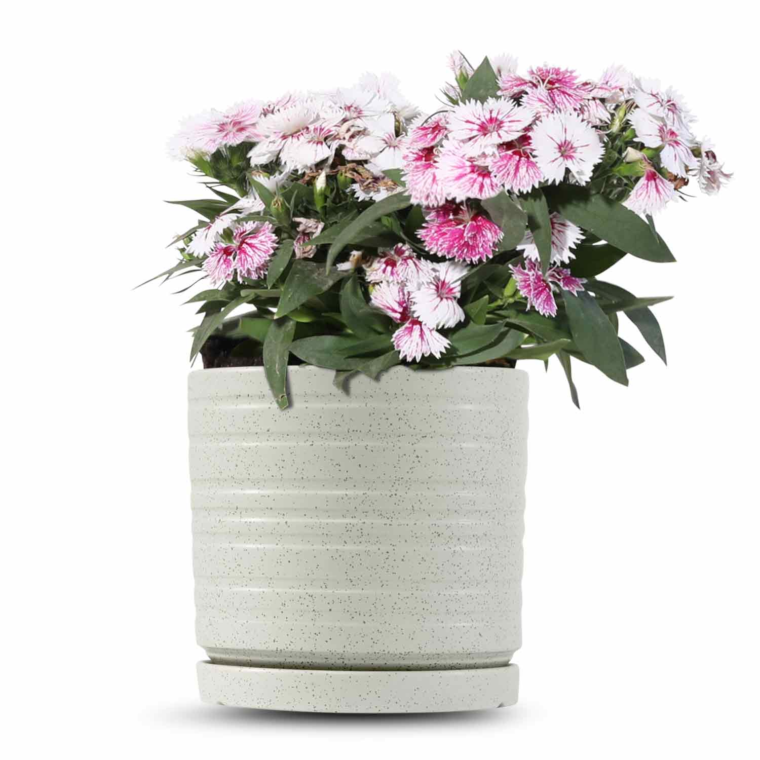 כלי שמנת נקודות